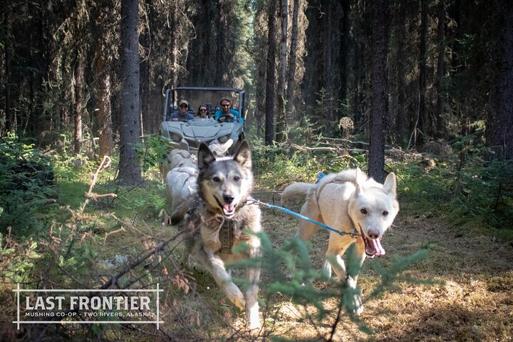 Summer Mushing Cart Ride & Kennel Tour - Photo 1 of 11